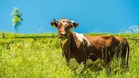 Cow and the Meadow Cow and the Summer Meadow.Dairy Cow Stands in Her Pasture. Farming Theme.