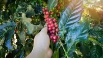 Hand picking red Arabica coffee beans on coffee tree Hand picking red Arabica coffee beans on coffee tree